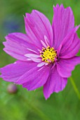 COSMOS BIPINNATUS SENSATION SERIES