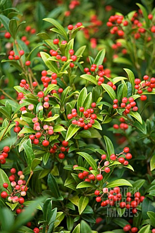 SKIMMIA_JAPONICA_SCARLET_DWARF