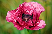 PAPAVER ORIENTALE MEDALLION