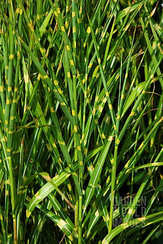 MISCANTHUS_SINENSIS_ZEBRINUS