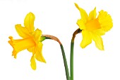 NARCISSUS ST KEVERNE