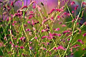 SANGUISORBA TENUIFOLIA BIG PINK