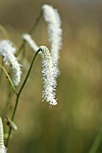 SANGUISORBA TENUIFOLIA VAR ALBA KOREAN SNOW