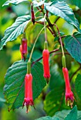 FUCHSIA SPLENDENS KARL HARTWEG