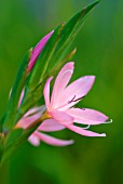 SCHIZOSTYLIS COCCINEA MRS HEGARTY