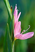 SCHIZOSTYLIS COCCINEA BIG MAMA