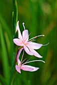 SCHIZOSTYLIS COCCINEA MOLLY GOULD