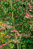 SORBUS HUPHENSIS ROSEA