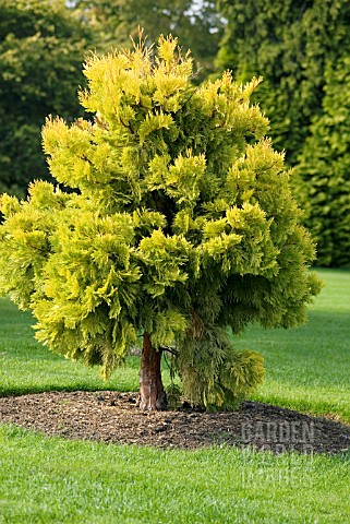 CALOCEDRUS_DECURRENS_BERRIMA_GOLD