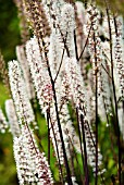 ACTAEA SIMPLEX MOUNTAIN WAVE