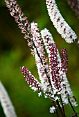 ACTAEA SIMPLEX PINK SPIKE