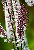 ACTAEA SIMPLEX PINK SPIKE