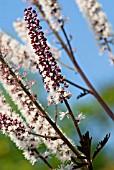 ACTAEA SIMPLEX PINK SPIKE