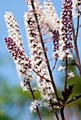 ACTAEA SIMPLEX PINK SPIKE