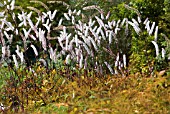 ACTAEA SIMPLEX MOUNTAIN WAVE