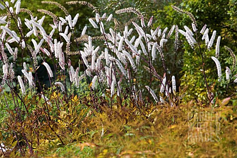 ACTAEA_SIMPLEX_MOUNTAIN_WAVE