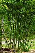 PHYLLOSTACHYS VIVAX HUANVENZHU