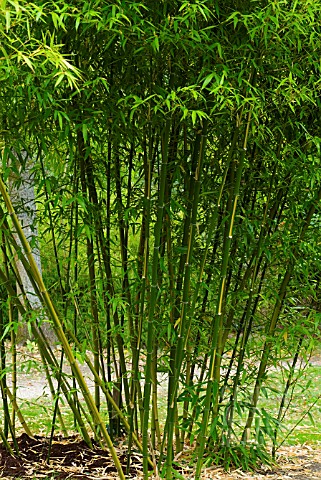 PHYLLOSTACHYS_VIVAX_HUANVENZHU