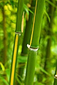 PHYLLOSTACHYS VIVAX HUANVENZHU