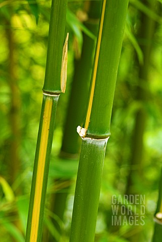 PHYLLOSTACHYS_VIVAX_HUANVENZHU