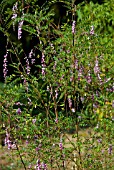 INDIGOFERA PENDULA