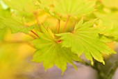 ACER SHIRASAWANUM GOLDEN FULL MOON