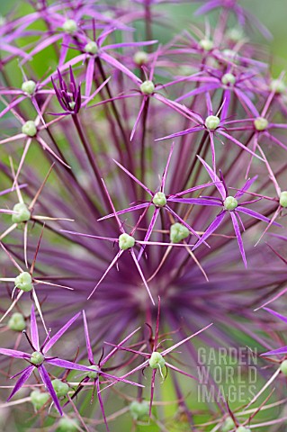 ALLIUM_CHRISTOPHII