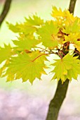 ACER SHIRASAWANUM GOLDEN FULL MOON