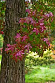 LIQUIDAMBAR STYRACIFLUA