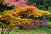 ACER SHIRASAWANUM GOLDEN FULL MOON