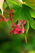 ACER PALMATUM OZAKAZUKI