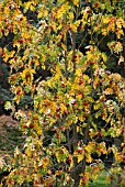 SORBUS DECORA