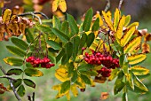 SORBUS DECORA