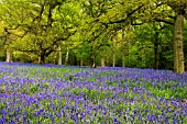 HYACINTHOIDES NON-SCRIPTA COMMON BLUEBELL, WAPPENBURY WOOD