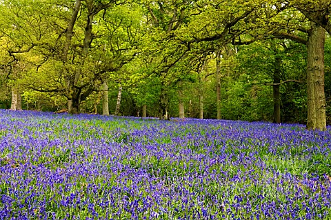 HYACINTHOIDES_NONSCRIPTA_COMMON_BLUEBELL_WAPPENBURY_WOOD