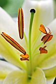 LILIUM GREEN DRAGON STAMENS