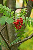 SORBUS MATSUMURANA