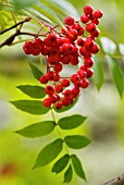 SORBUS MATSUMURANA