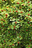 SORBUS MATSUMURANA