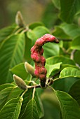 MAGNOLIA DAWSONIANA