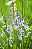 HYACINTHOIDES HISPANICA EXCELSIOR