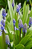 HYACINTHOIDES HISPANICA EXCELSIOR