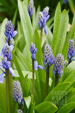 HYACINTHOIDES_HISPANICA_EXCELSIOR