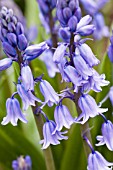 HYACINTHOIDES HISPANICA EXCELSIOR