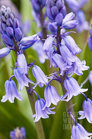 HYACINTHOIDES_HISPANICA_EXCELSIOR