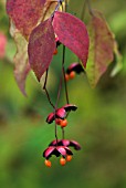 EUONYMUS OXYPHYLLUS