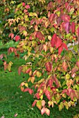 EUONYMUS OXYPHYLLUS