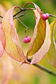 EUONYMUS HAMILTONIANUS