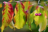 EUONYMUS HAMILTONIANUS