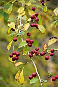 CRATAEGUS PUNCTATA